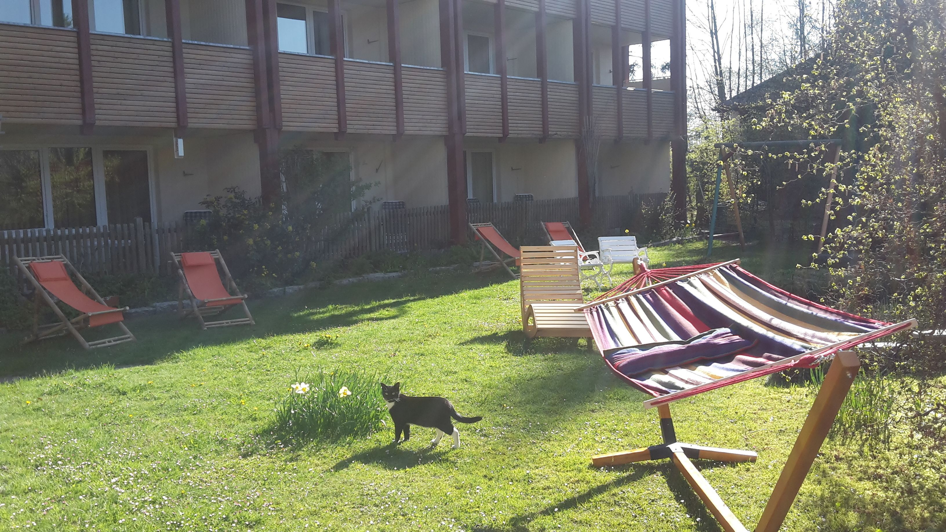 Patio con una hamaca, sillas reclinables y un gato.