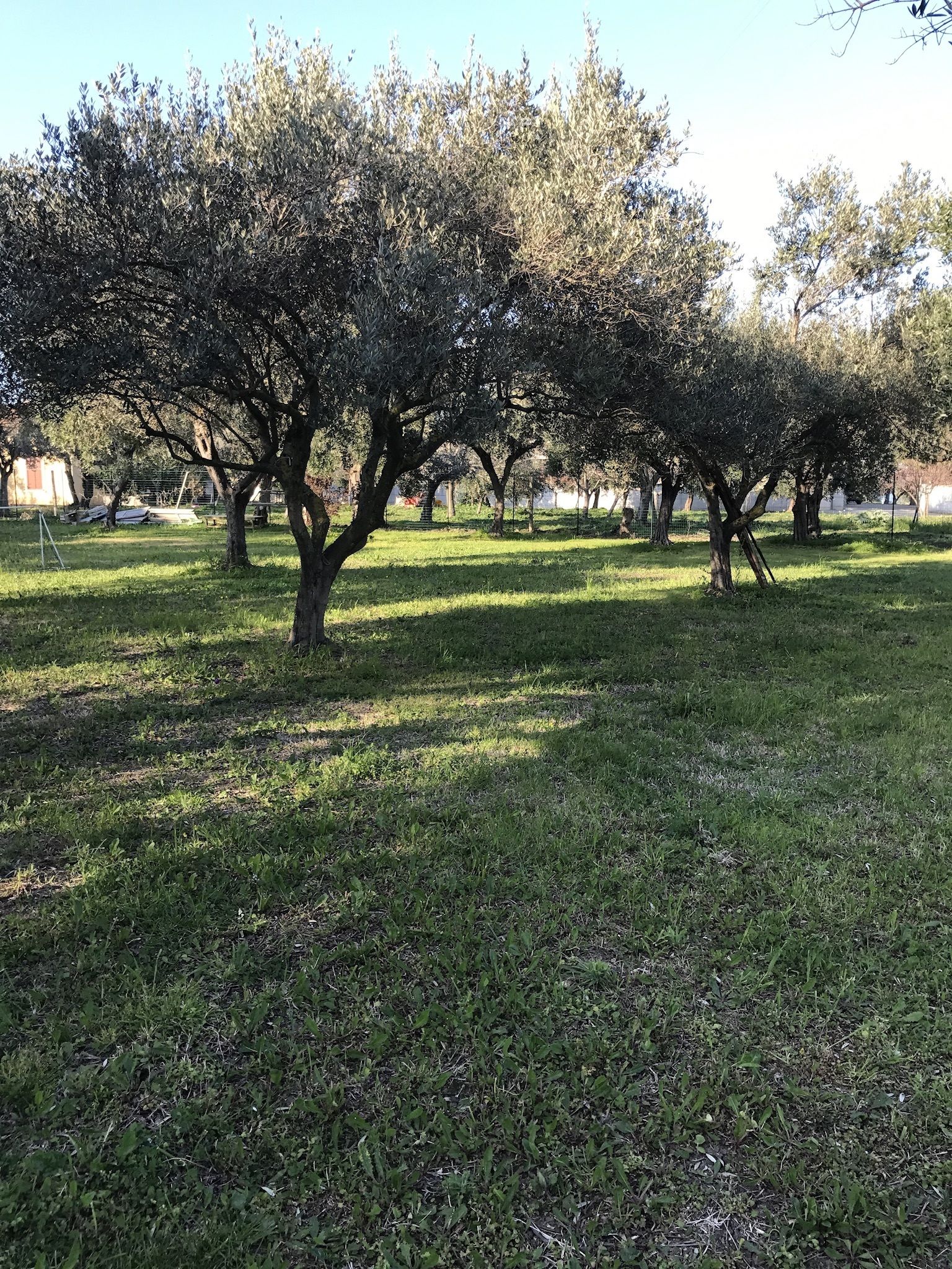 A grassy area with several trees and a fence in the background.