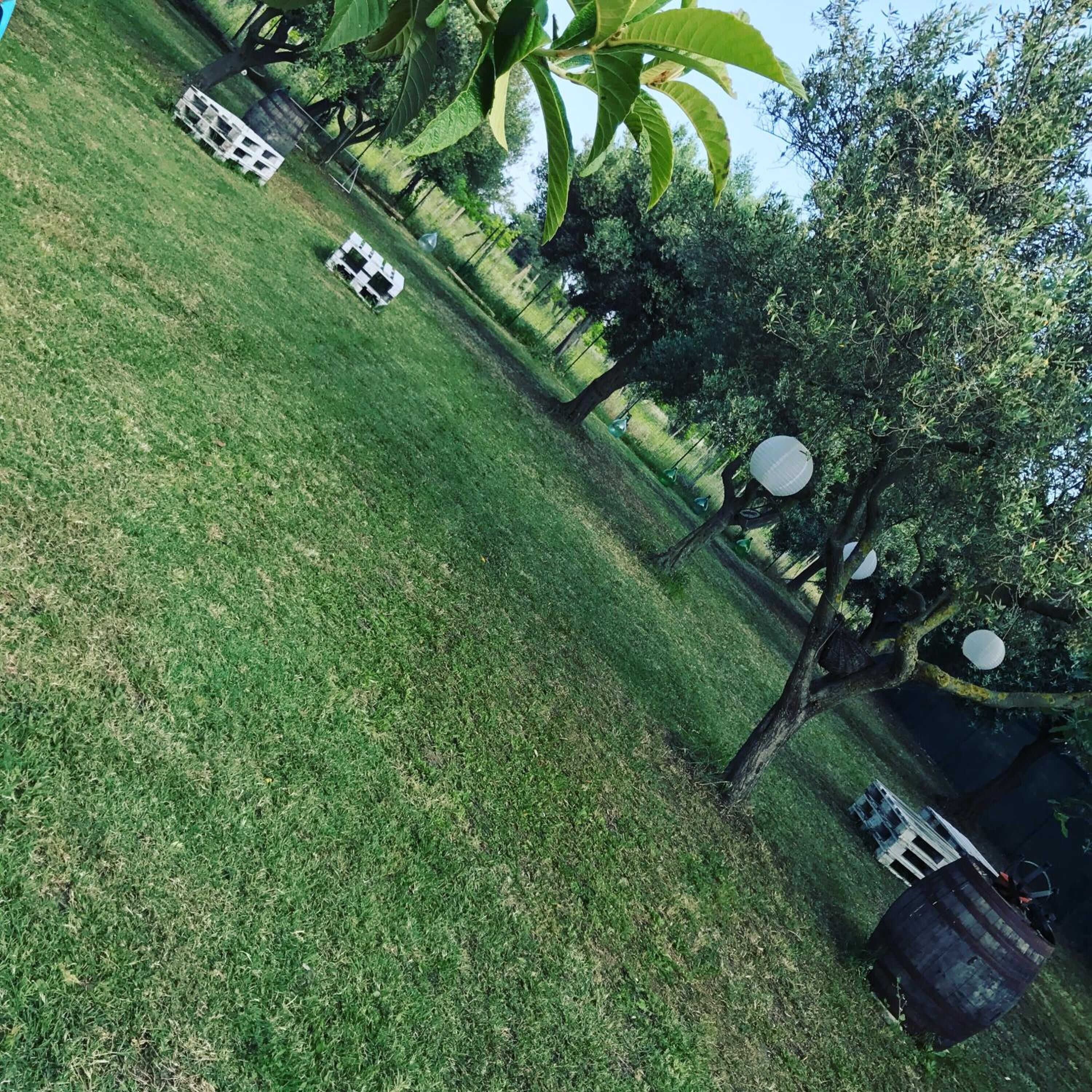 A grassy outdoor area with trees and a white structure.