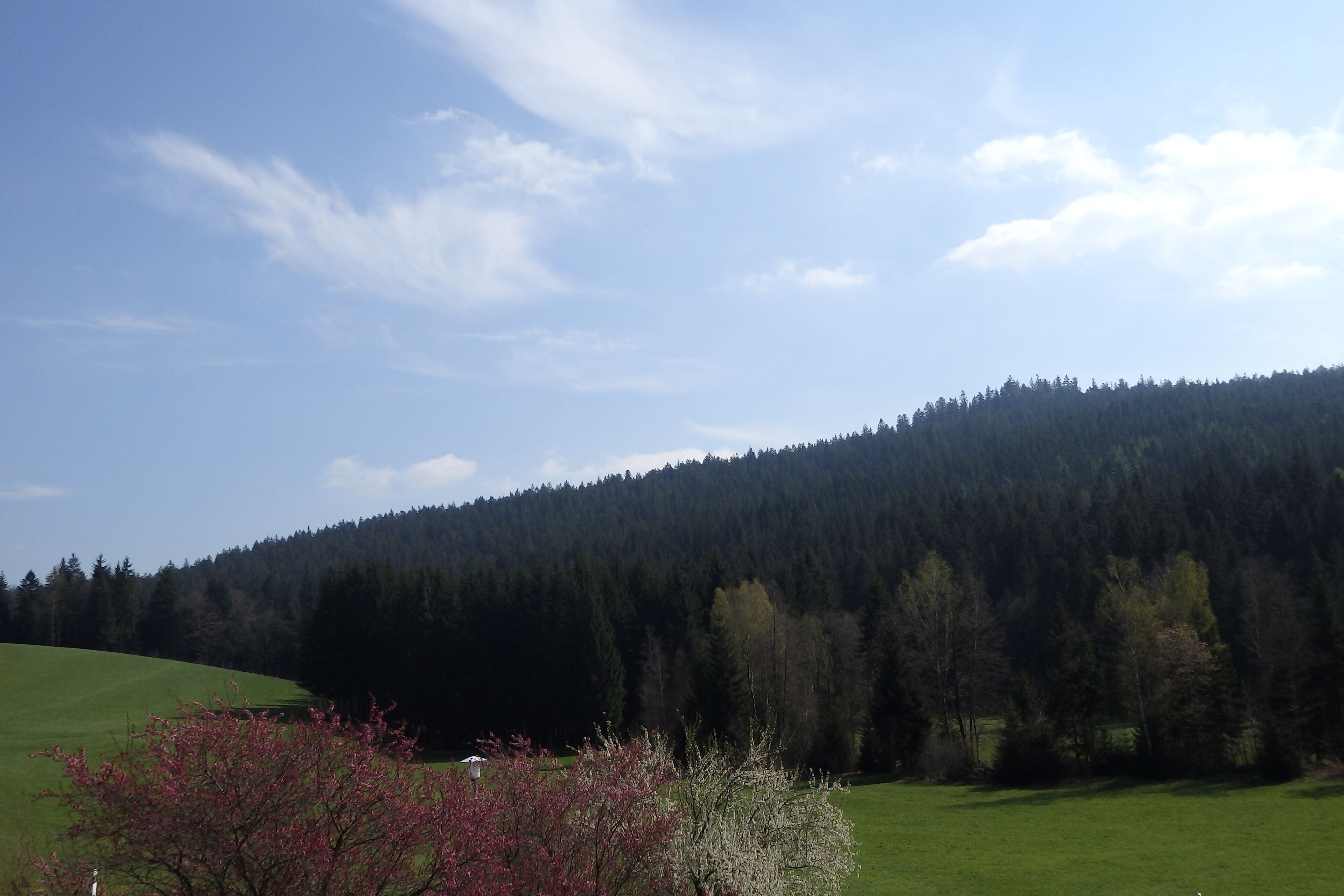 A green field with a forested hill in the background.
