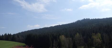 A green field with a forested hill in the background.