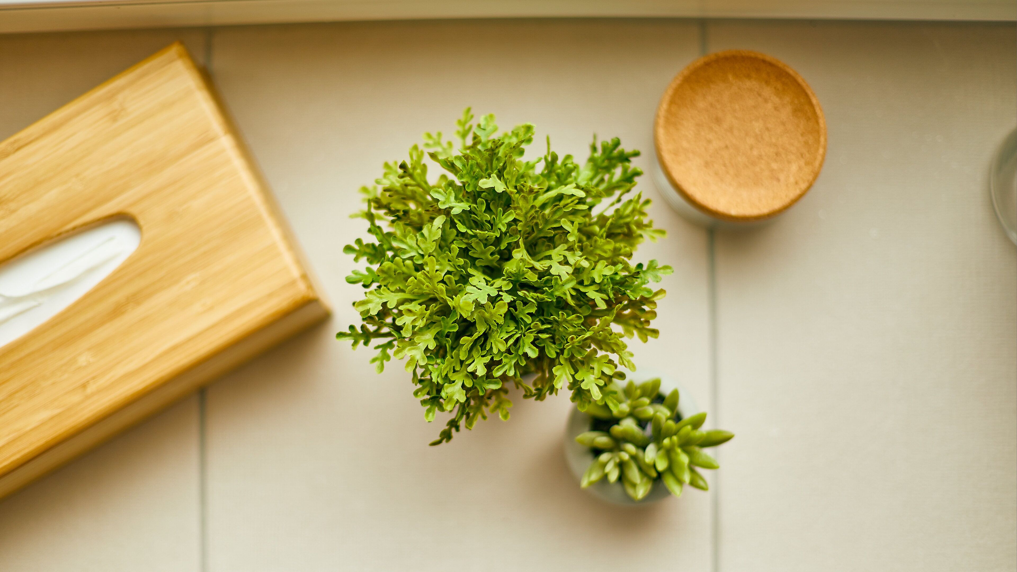 Une petite plante en pot est posée sur le comptoir de la cuisine, à côté d’une boîte en bois et d’un saladier rond en bois.