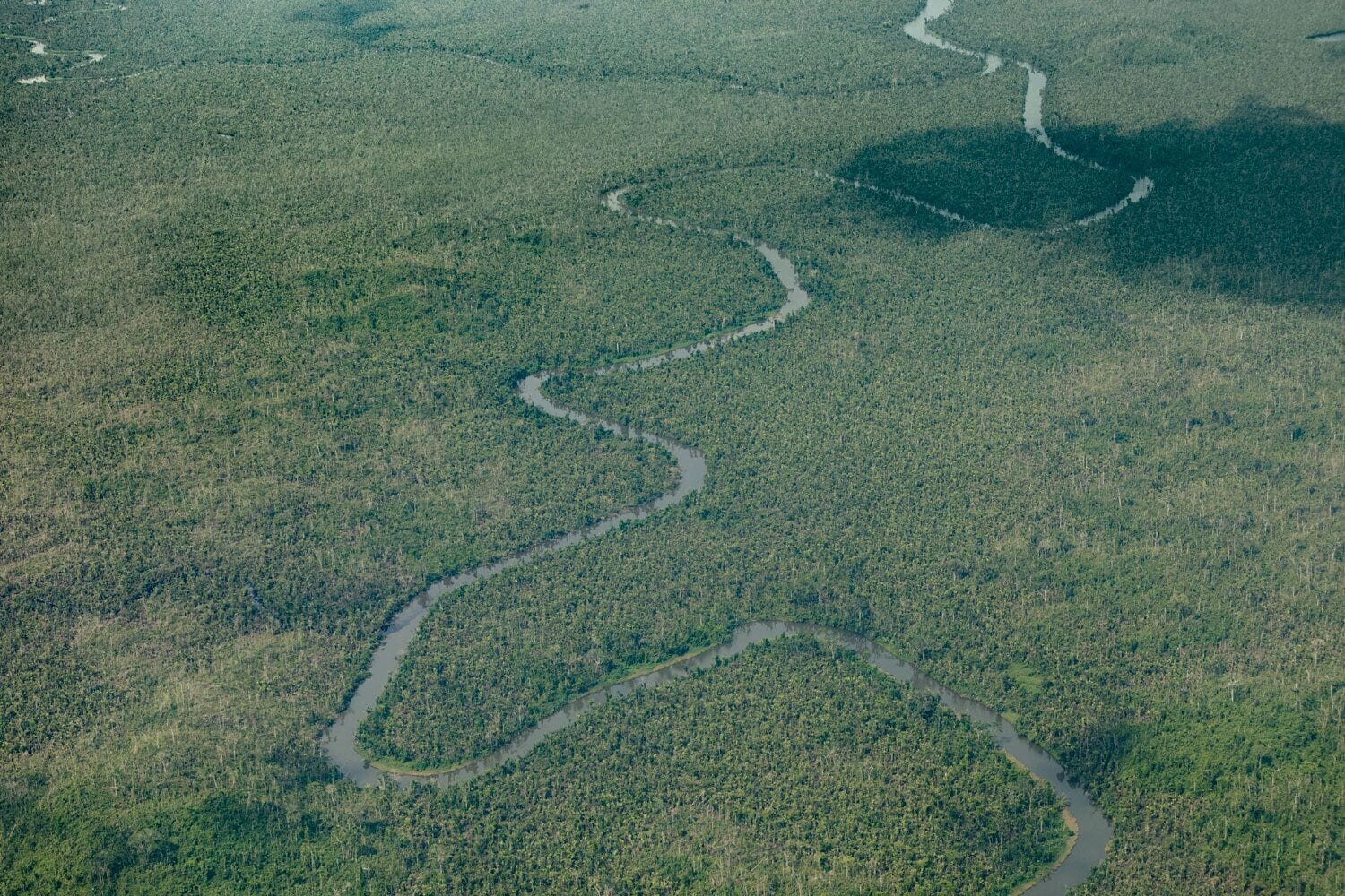 Vista aérea de un bosque denso con canales de agua serpenteantes.