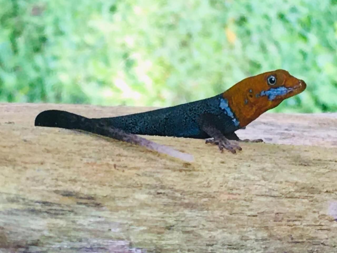 A lizard on a wooden surface.