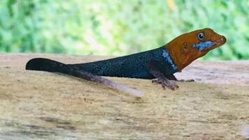 A lizard on a wooden surface.