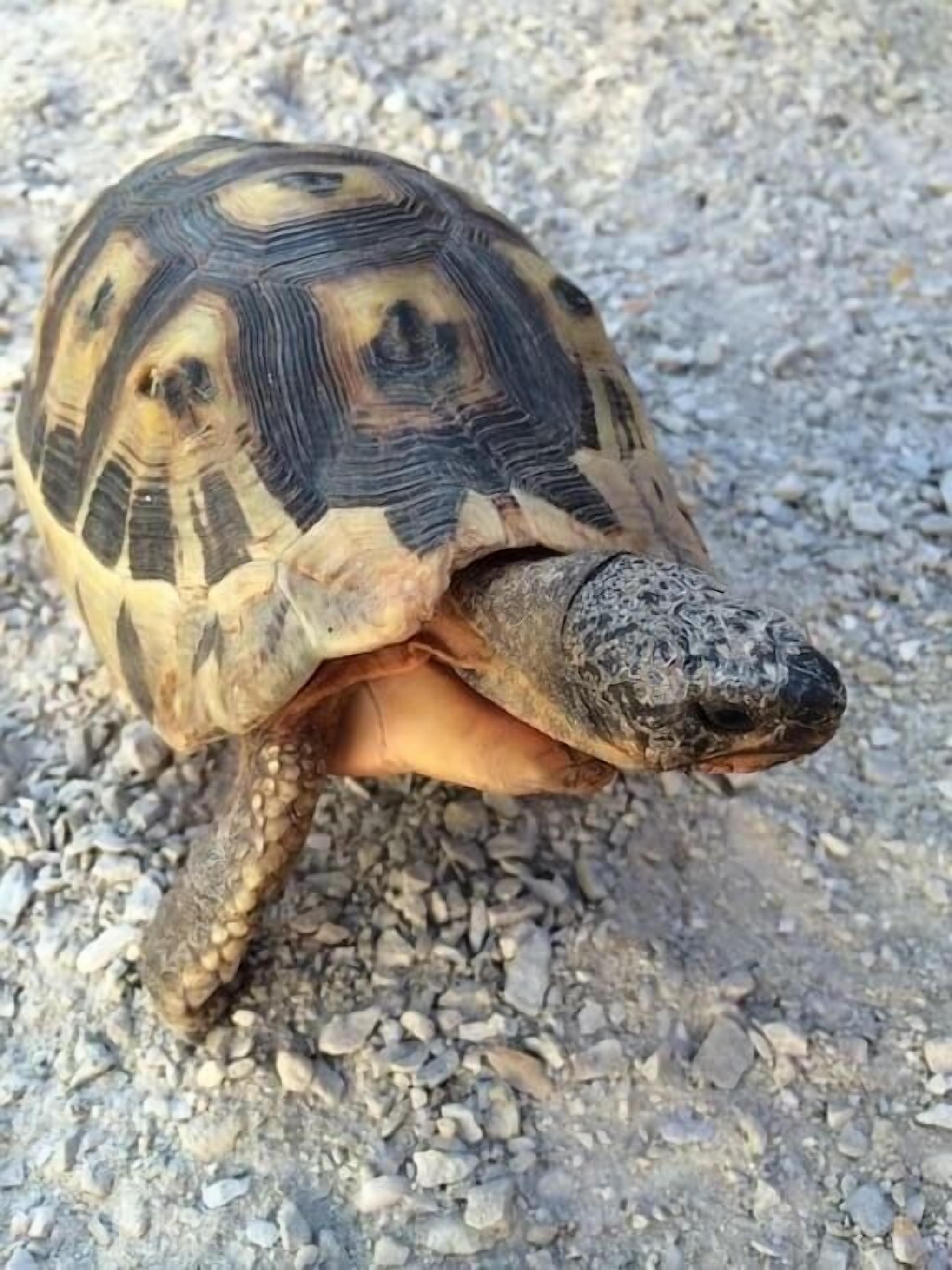 A tortoise on a gravel surface.