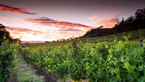 Un vignoble avec des rangées de vignes et un sentier qui le traverse.