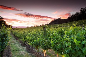 Property grounds - River Vineyard Retreat (Grindelwald)
