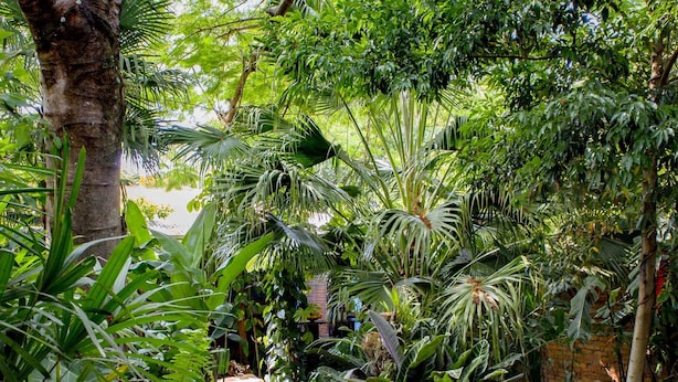 A wooden pathway surrounded by lush greenery and a large tree. - Secret garden iguazu (Puerto Iguazú)