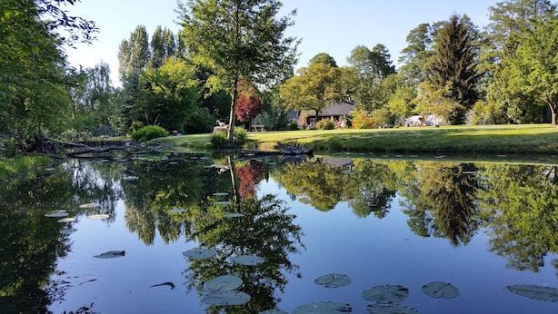 Ein ruhiger Teich mit Seerosenblättern, umgeben von üppiger Vegetation und einem Haus im Hintergrund.