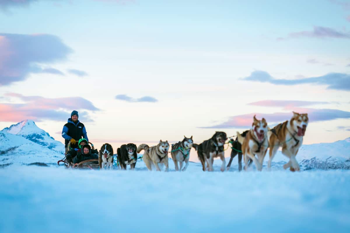 A person on a sled being pulled by a team of sled dogs across a snowy landscape.