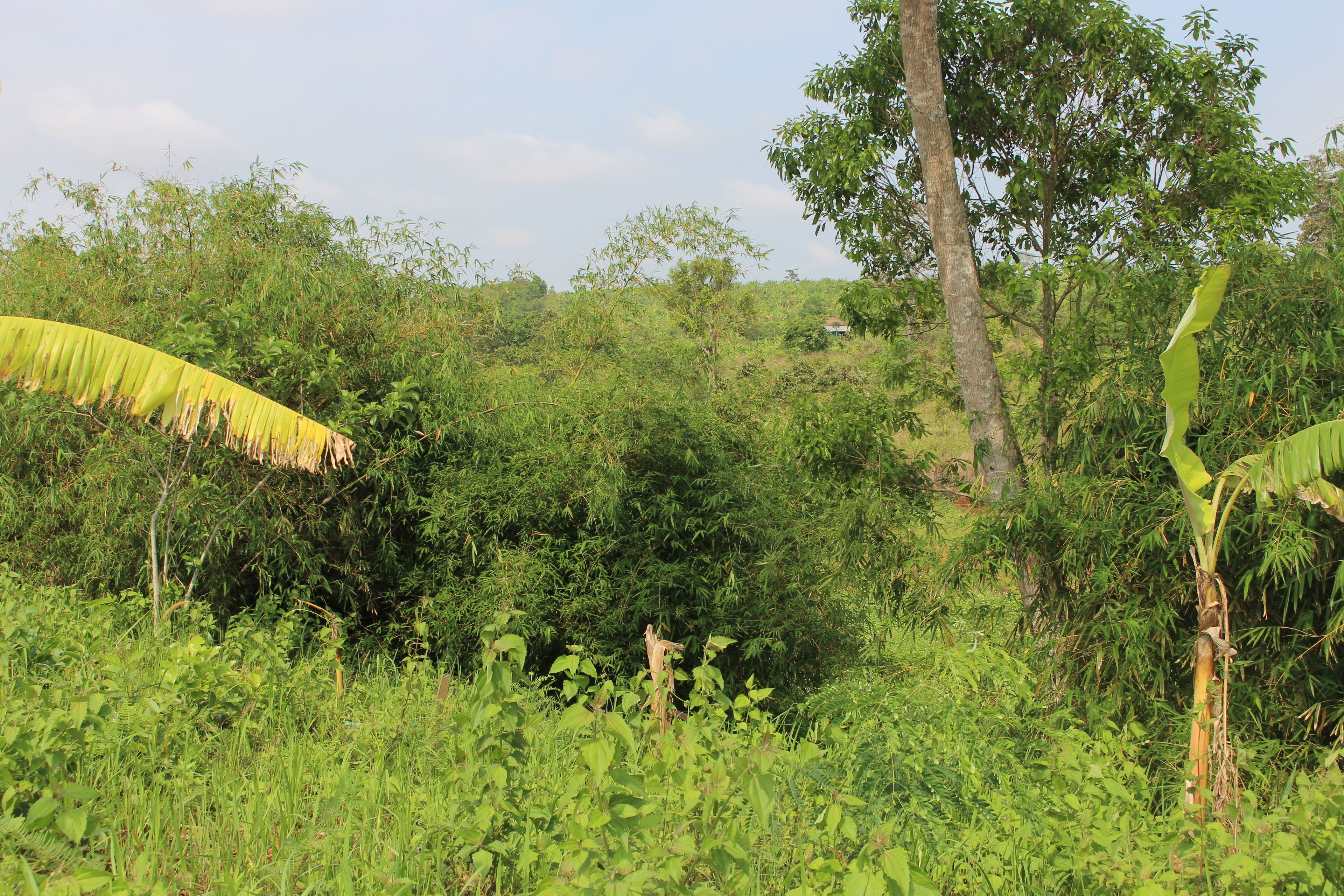 A lush green landscape with dense vegetation and trees.