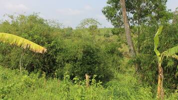 A lush green landscape with dense vegetation and trees.