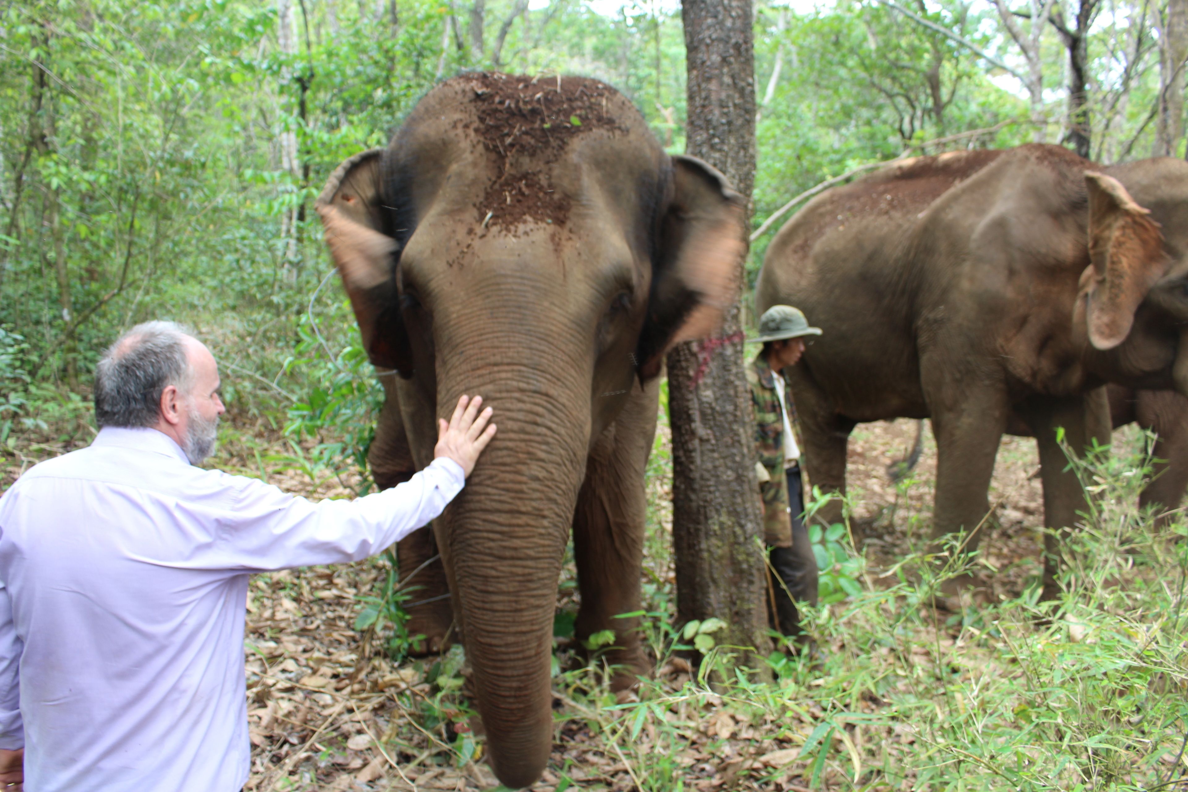 A man in a white shirt petting an elephant in a forested area.
