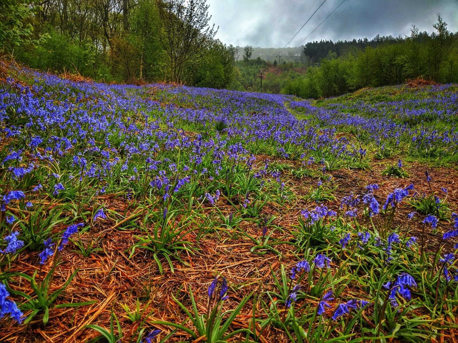 A field of blue flowers with a forested background.