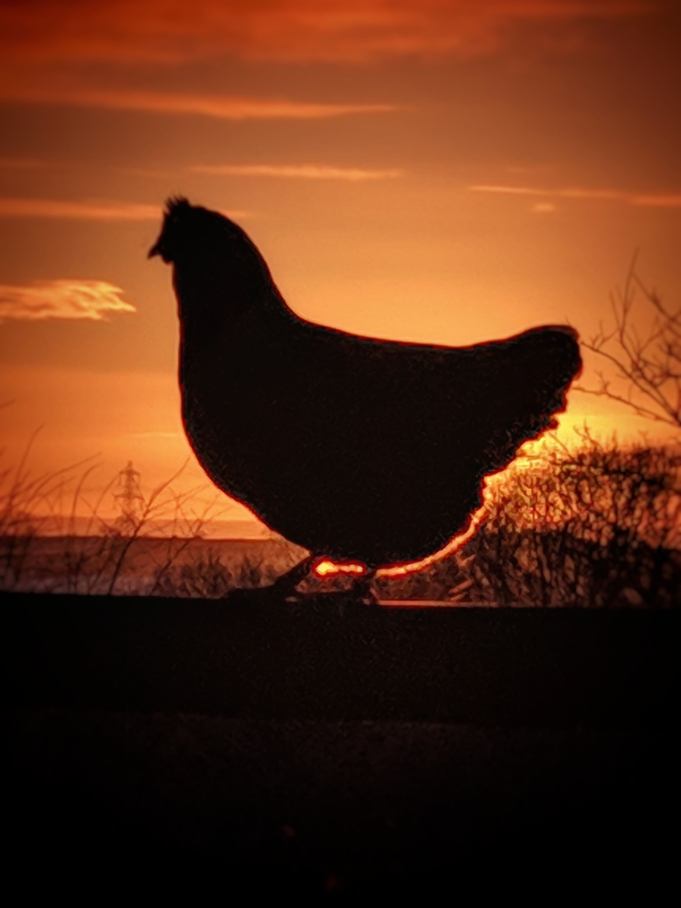 Silueta de un pollo contra un atardecer.
