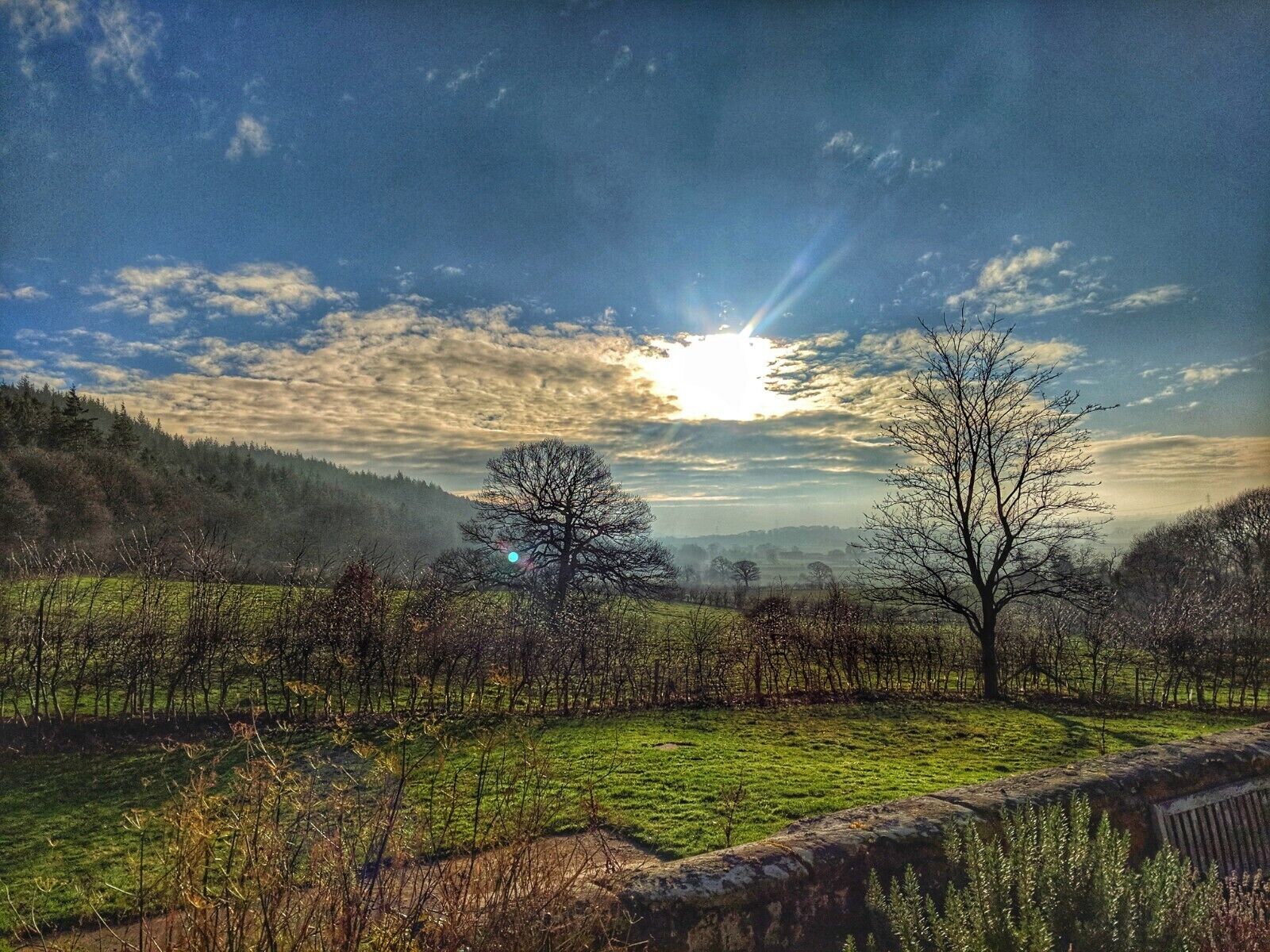 A rural landscape with a stone wall, a grassy field, and a tree in the foreground.