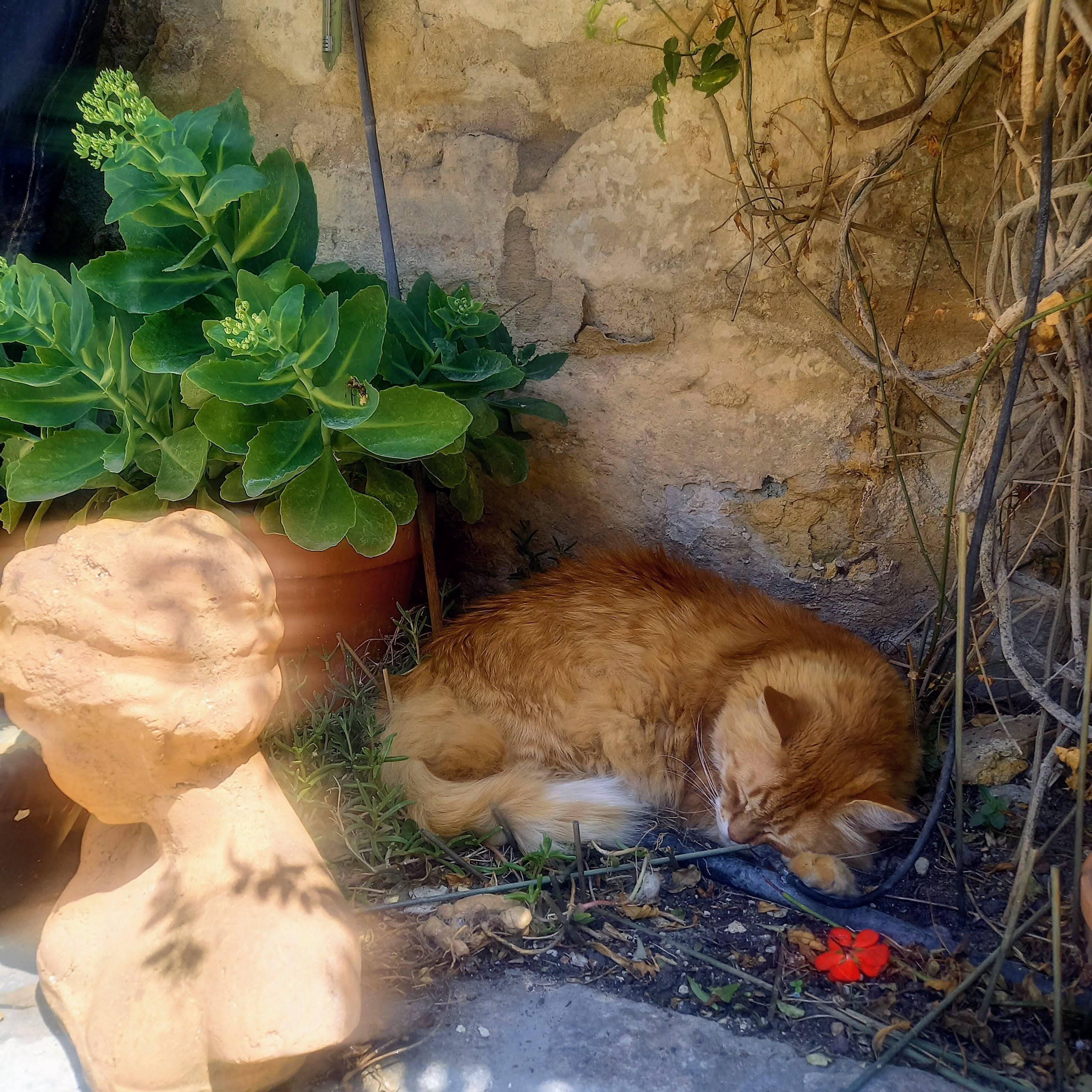 Eine Katze schläft auf dem Boden in der Nähe eines Blumentopfs und einer Steinstruktur.