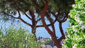 Vista costera con un árbol destacado y un pueblo distante.