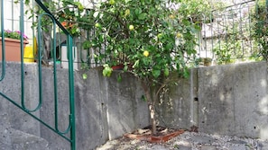A small tree with green leaves and yellow fruits, planted in a concrete pot against a metal fence. - La Casa dei Limoni (Genoa)
