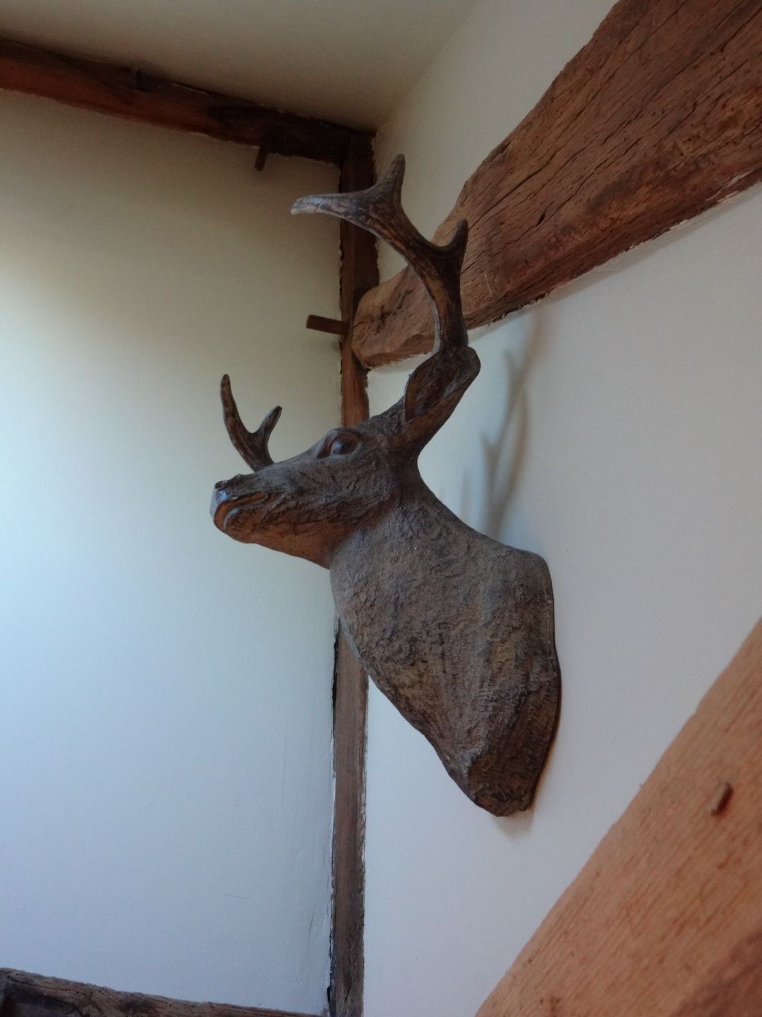 A deer head mounted on a wall.