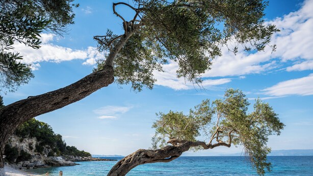 A beach with clear water, a tree, and a rocky shoreline. - Villas Muscallas by Konnect, 200m from the Beach. (Paxos)