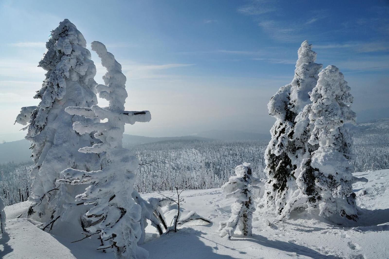 A snowy landscape with snow-covered trees and a clear sky.