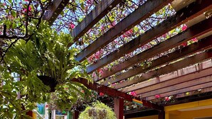 A hammock under a wooden pergola with a garden area featuring pebbles and a small tree. - Pousada Paranambuca (Ipojuca)