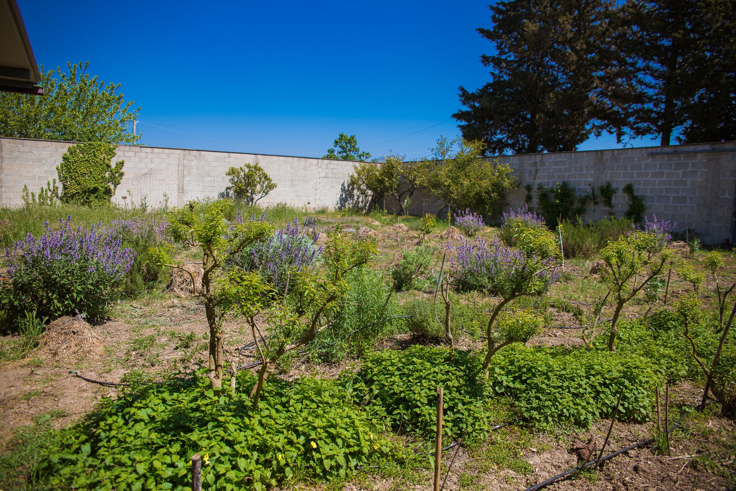 Un jardín con diversas plantas y un muro de piedra.