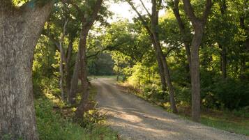 A gravel path surrounded by trees in a wooded area.