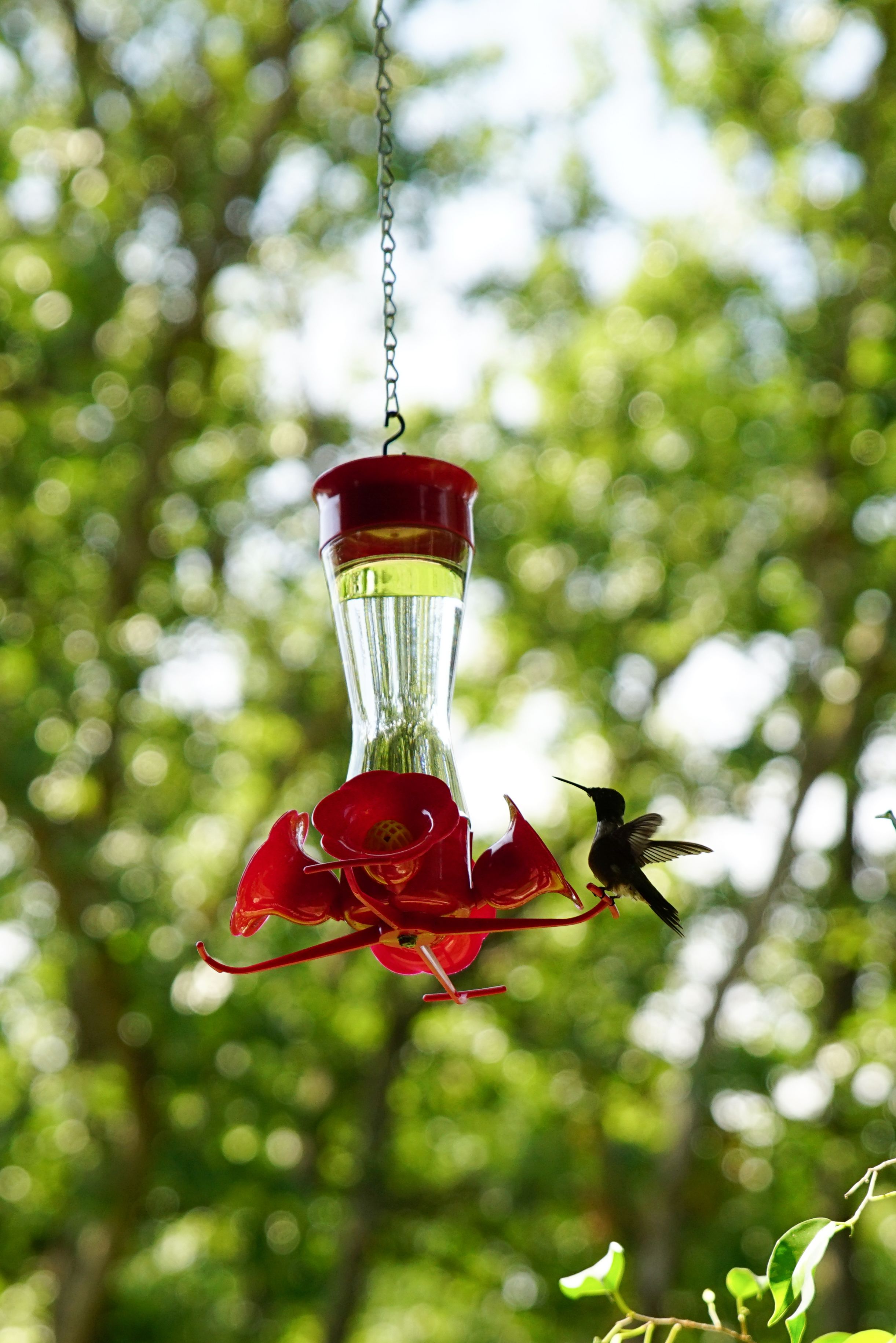 Comedero para pájaros con diseño de flor roja, colgado al aire libre sobre un fondo verde desenfocado.