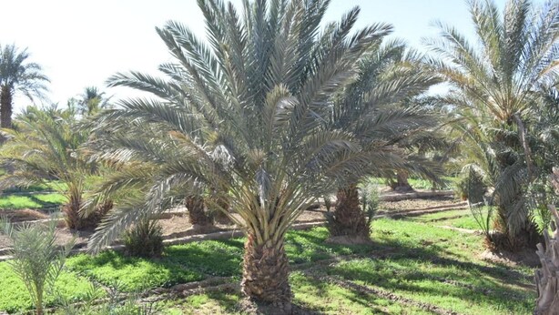 المنطقة المحيطة بالمنشأة