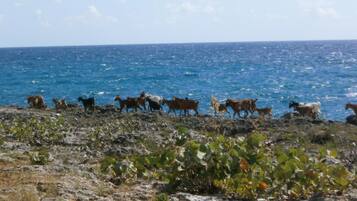 A coastal landscape with rocky terrain and a herd of goats grazing near the water's edge.