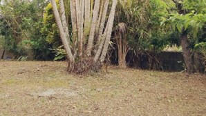 A natural outdoor area with a cluster of trees and a grassy ground.