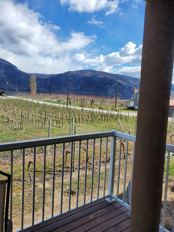 Viñedo con hileras de vides y una montaña al fondo.