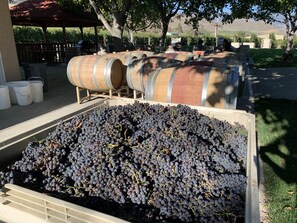 Una bodega con grandes barricas de madera y un gran contenedor de uvas oscuras.