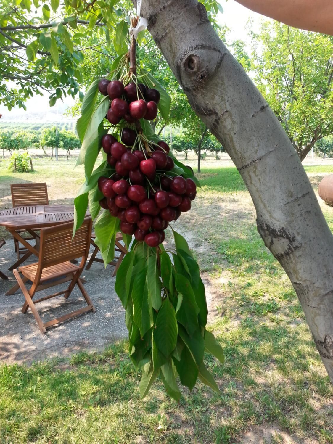 A tree with clusters of red cherries hanging from its branches.