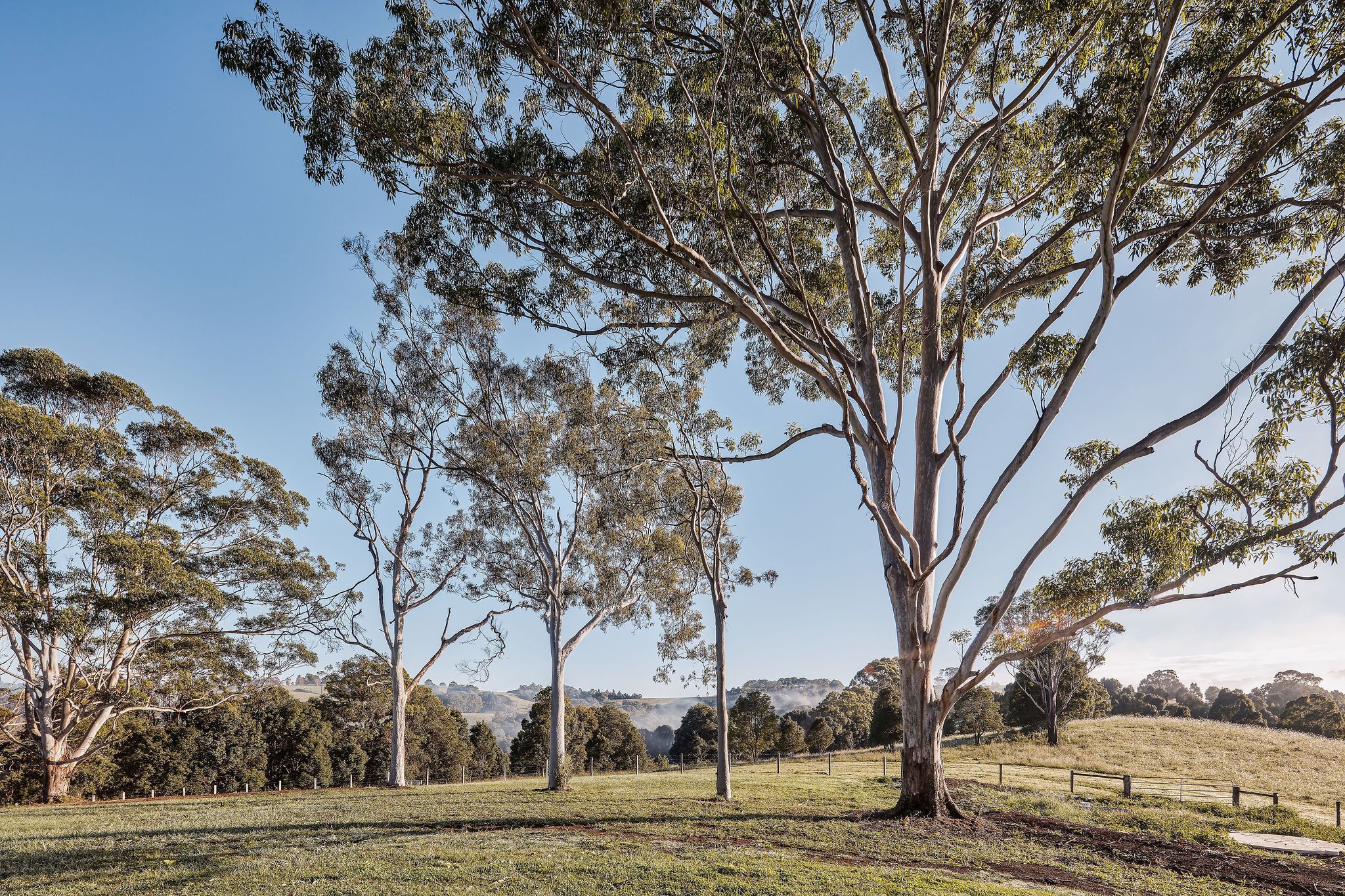 Un paisaje con árboles altos y un campo cercado.