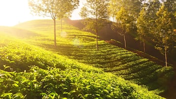 Üppige Teeplantage mit terrassenförmig angelegten Reihen von Teepflanzen und Bäumen.