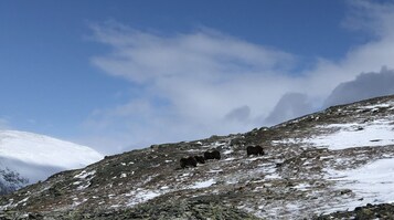 A snowy mountain landscape with a few animals on a rocky slope.