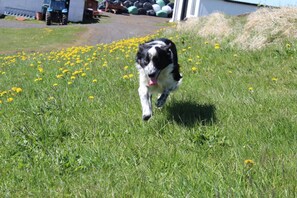 Property grounds - Skammidalur Guesthouse (Vik I Myrdal)