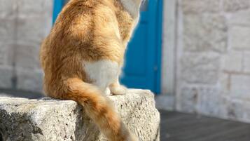 Un chat est assis sur une corniche en pierre, avec une porte bleue en arrière-plan.