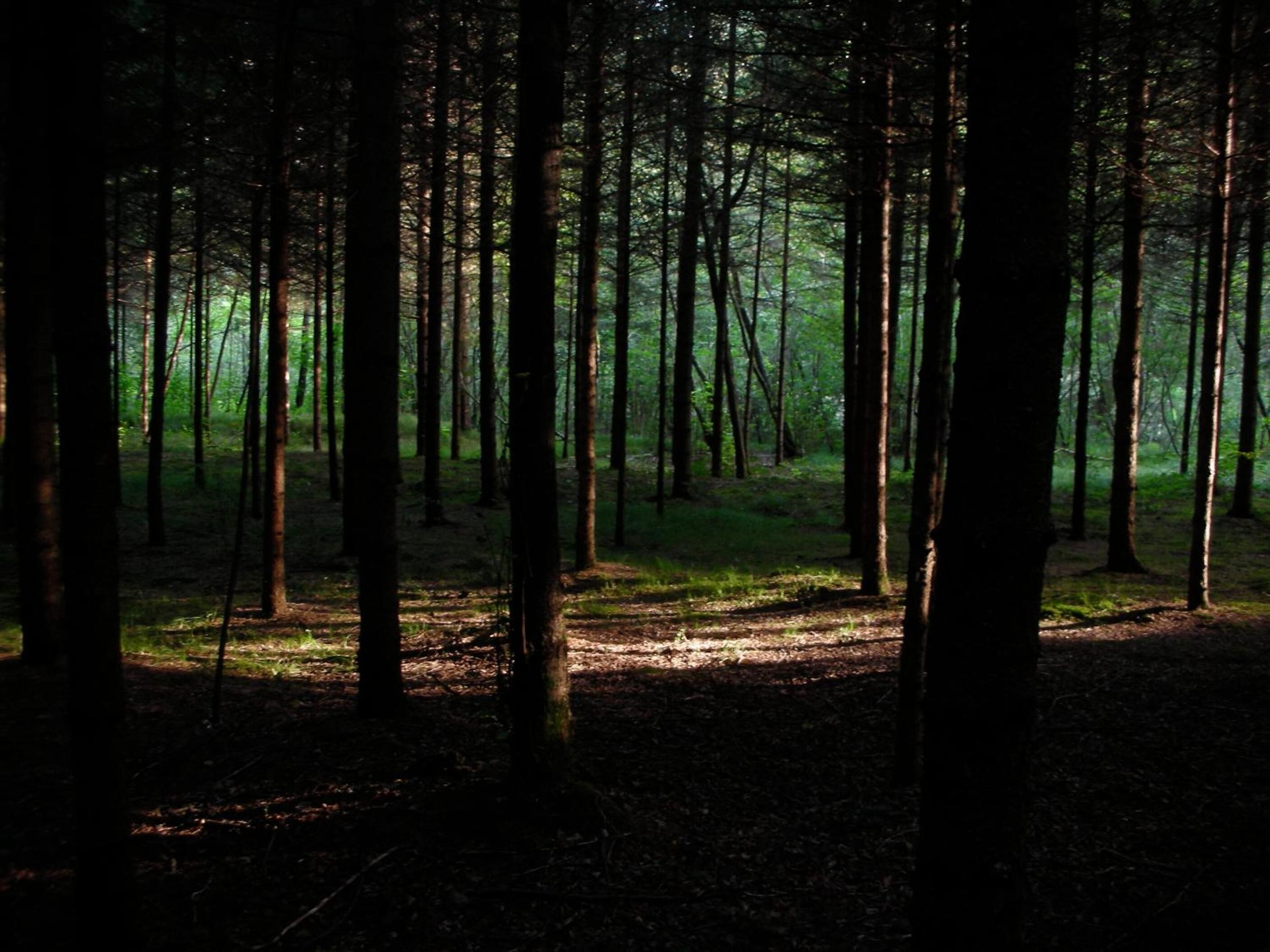 Une forêt dense, avec de grands arbres et un sol recouvert de feuilles.