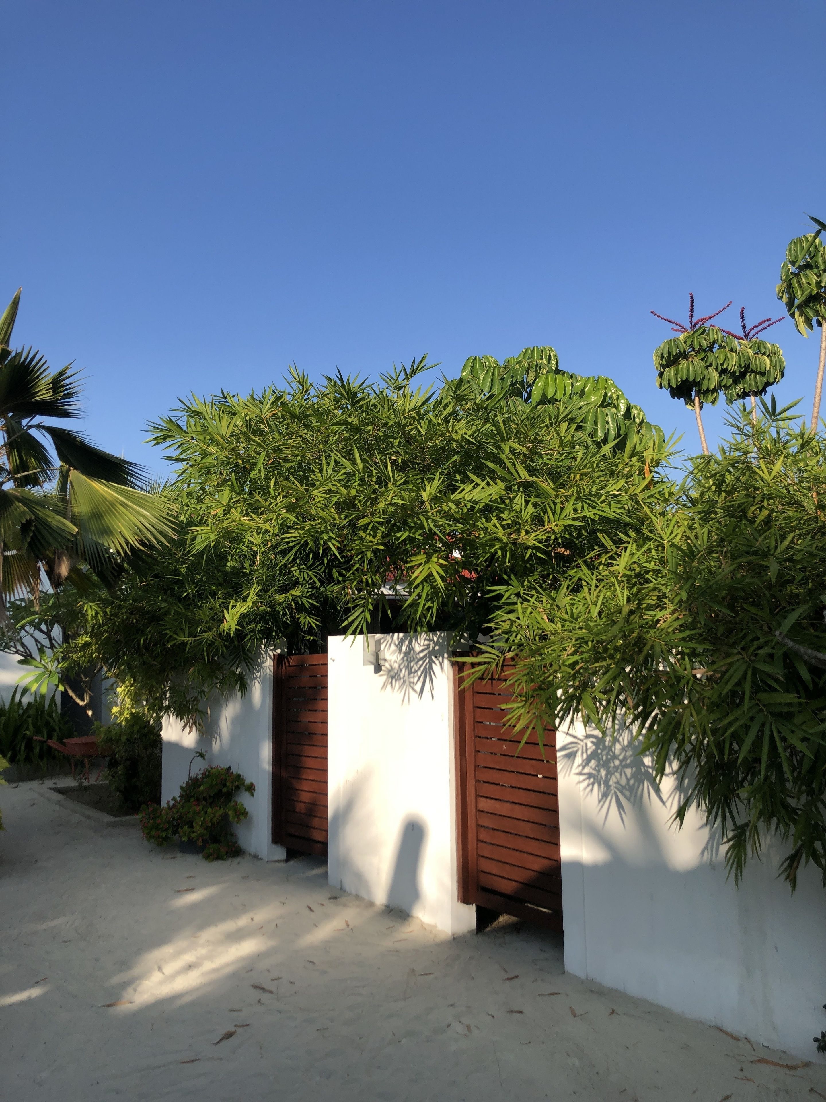 A modern house with a white exterior, a wooden gate, and lush greenery including banana trees.