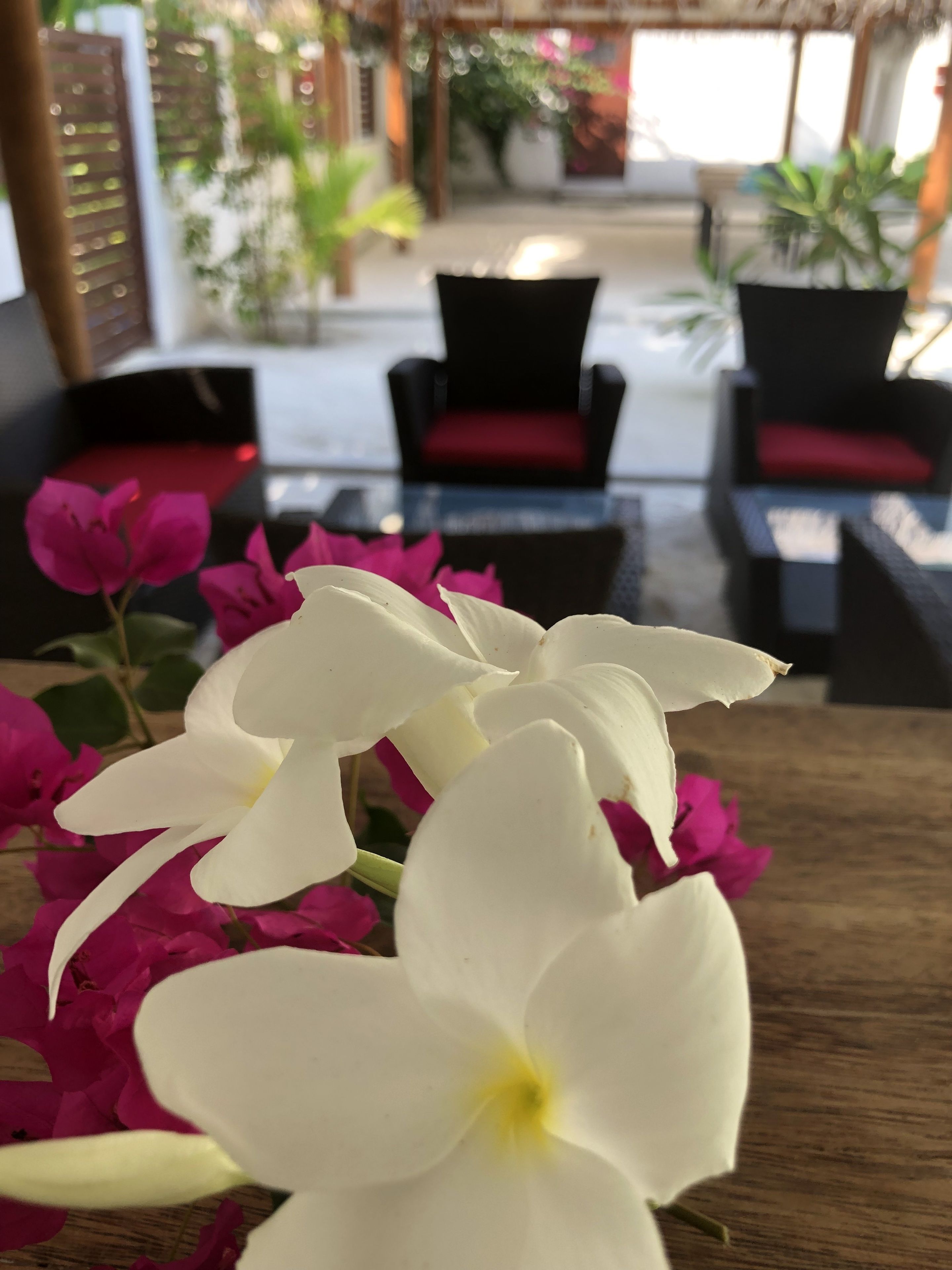 Primer plano de flores blancas con pétalos rosados, probablemente buganvillas, en un entorno con sillas negras y una mesa de madera.
