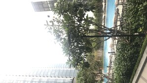 A modern building with a glass facade, a pool area with lounge chairs, and lush greenery. - Mins Apartment - Vinhome Golden River (Ho Chi Minh City)