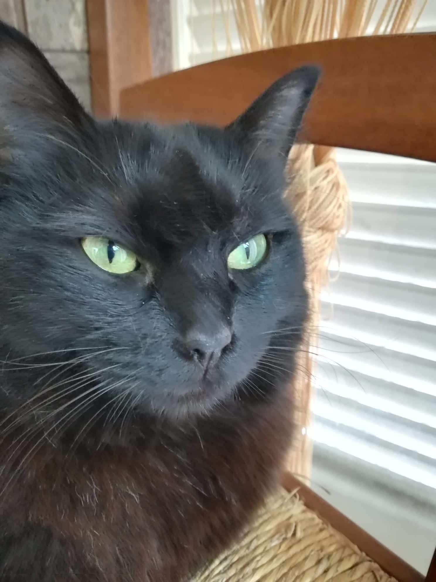 Primer plano de un gato negro con ojos verdes.