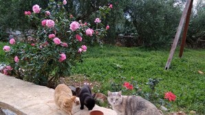 Trois chats sont assis sur une corniche en pierre, avec un jardin en arrière-plan.