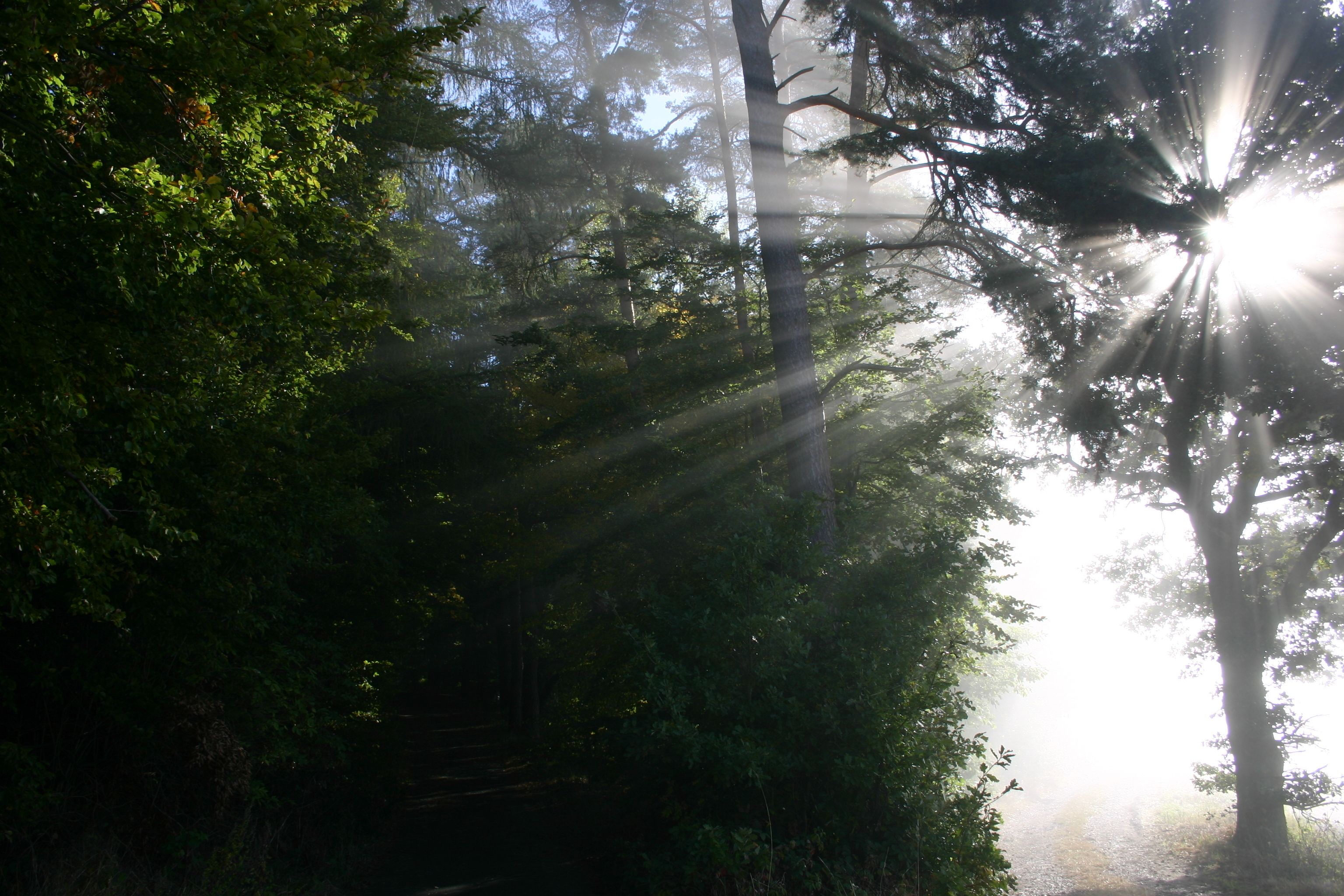 Een boslandschap met zonlicht dat tussen de bomen door schijnt.