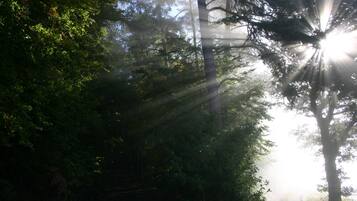 Een boslandschap met zonlicht dat tussen de bomen door schijnt.